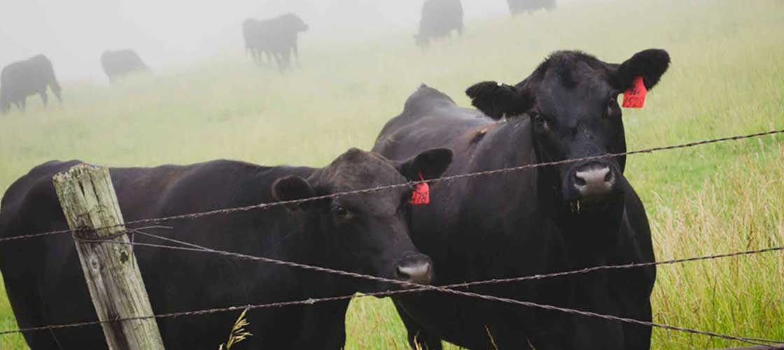 Two cows stand in front of a fence, speaking to each other about last night's game.  The first cow becomes angry, enraged even because his team had lost due to what he thought was an unfair call.  The second cow, being the wise and impartial cow that he is, politely replies, 'Don't have a cow, man.'  Sadly, this interaction ended the friendship.